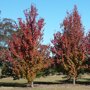Pyrus calleryana 'Redspire'